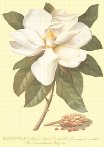 A3 Voorbeeldplaat Magnolia