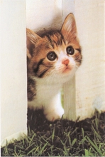 A4 voorbeeldplaten Kattenkwaad 